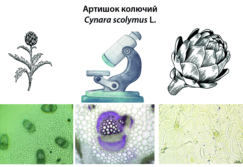 Изображение на обложке
