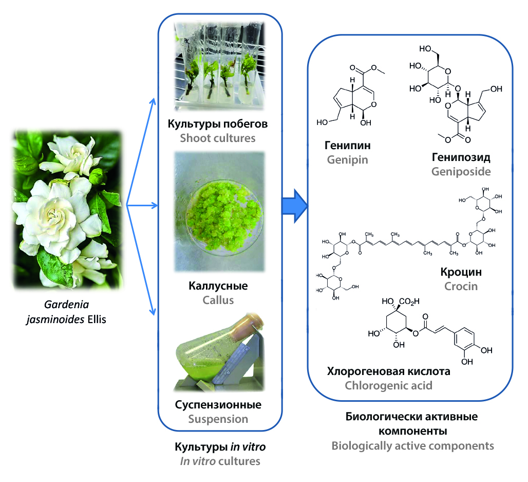 Изображение на обложке