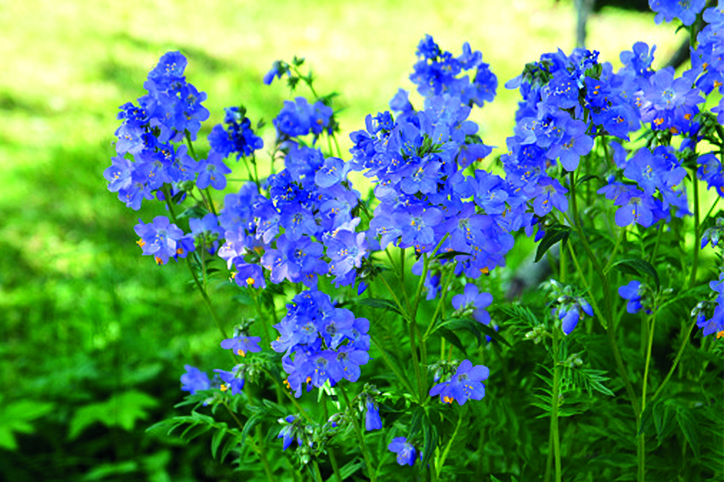 Изображение на обложке